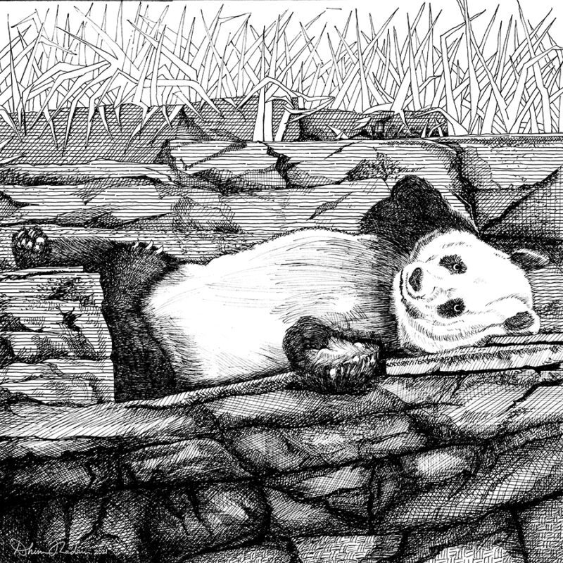 Drawing Of A Panda Laying Out There